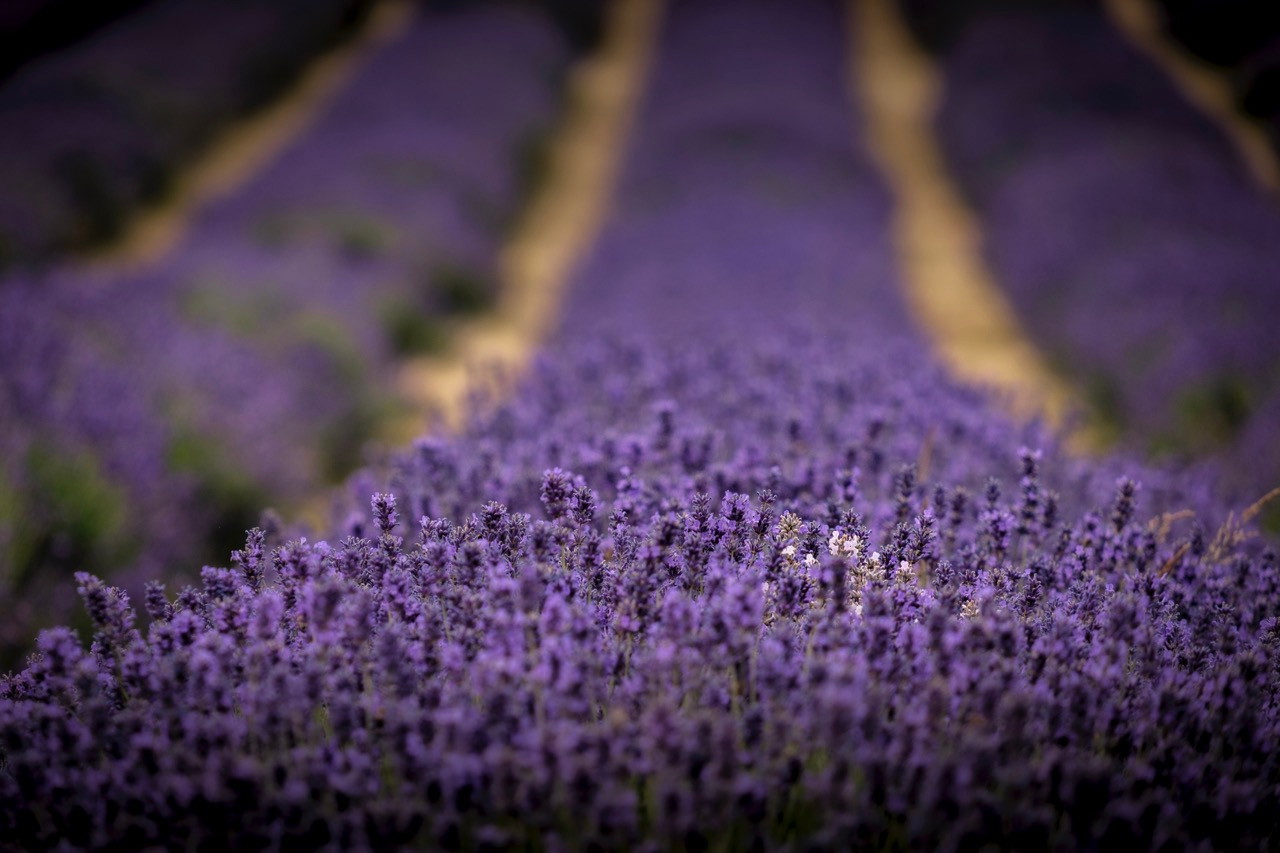 This lavender field has a wide aperture and shallow depth of field. By Jason Row Photography