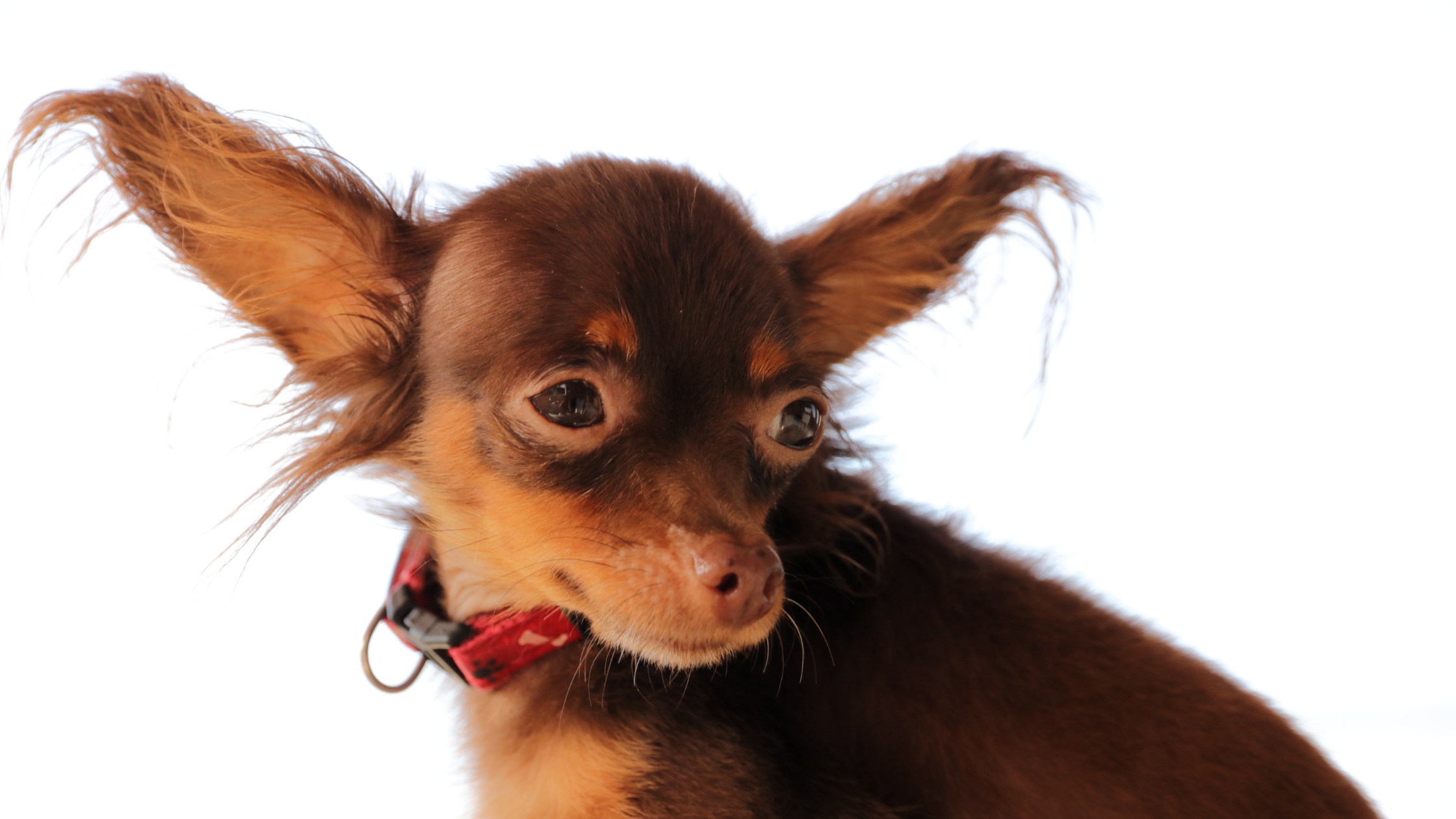 A young Russian Toy Terrier