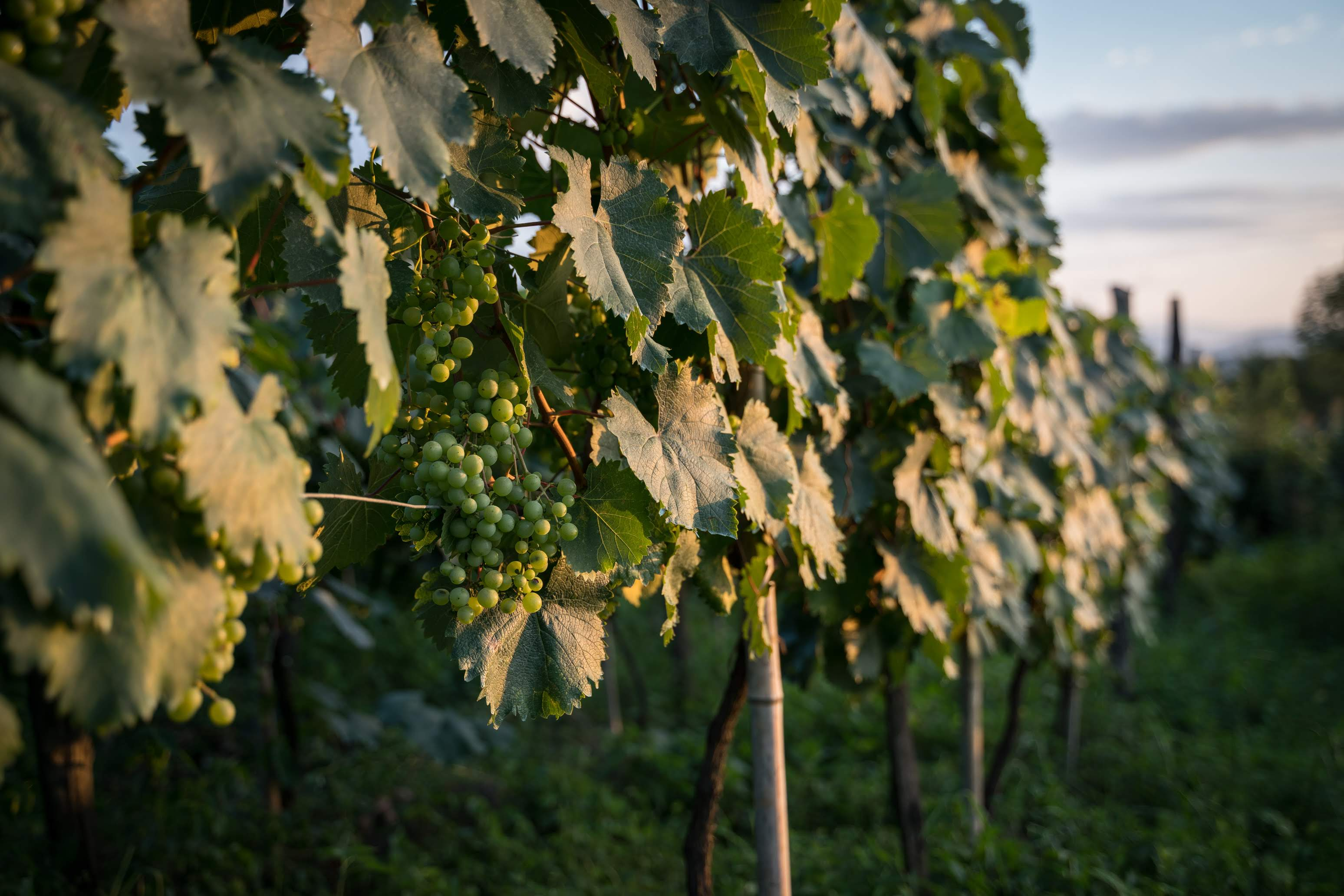 Vineyard with ripe white grapes