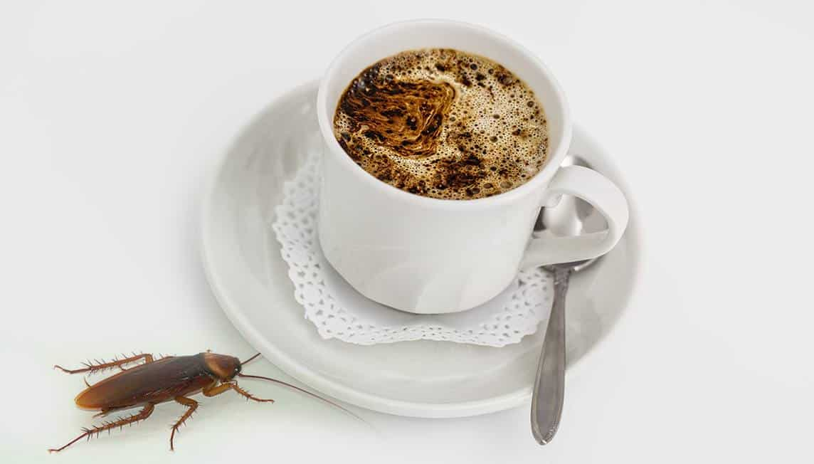 Caffeinated Cockroaches Do Roaches Really Love Coffee?