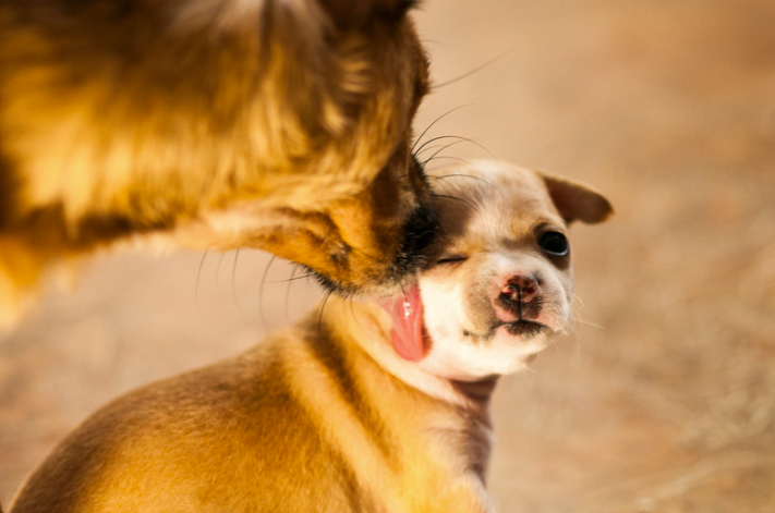 Dog licking puppies face