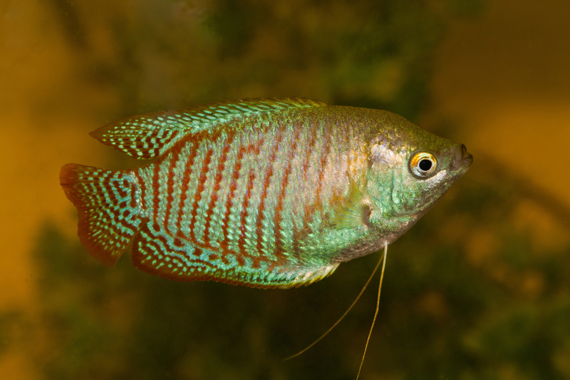 How Many Fish Can Fit In A 20 Gallon Tank Aquarium Passion