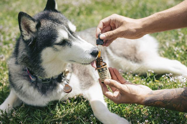 dog, husky, cbd oil