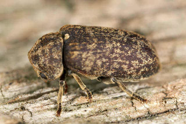 An image of the Deathwatch Beetle crawling along wood.