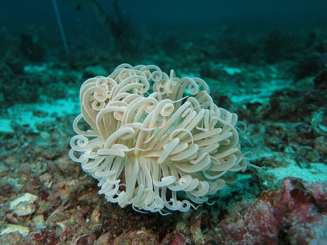 anemone, soft coral, diving