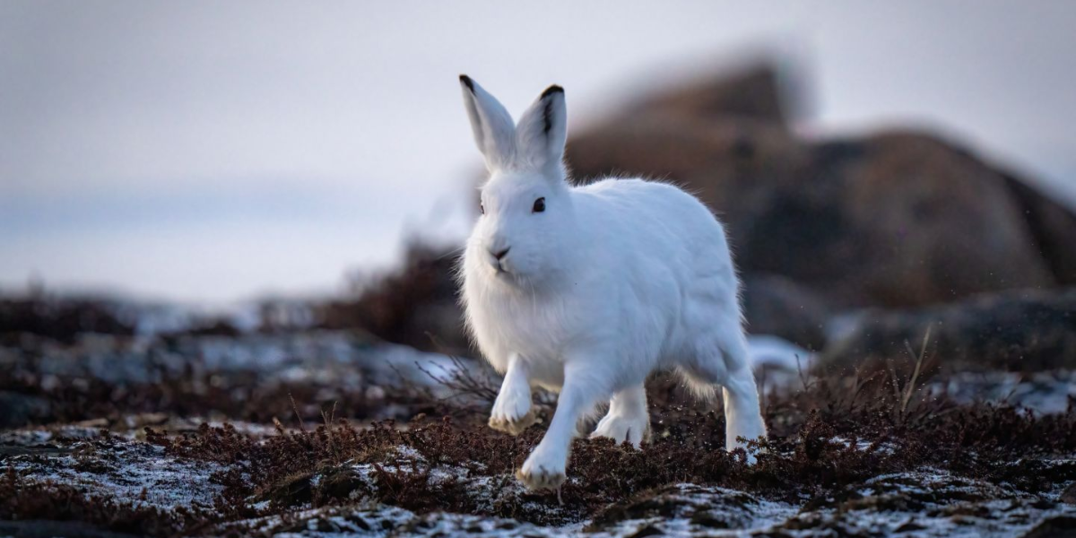 interesting animals in greenland