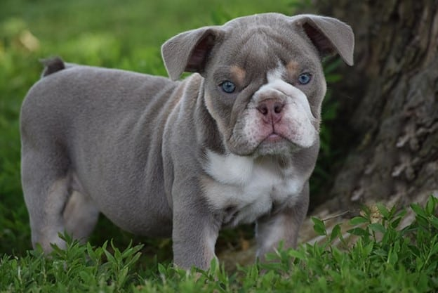 solid black english bulldog