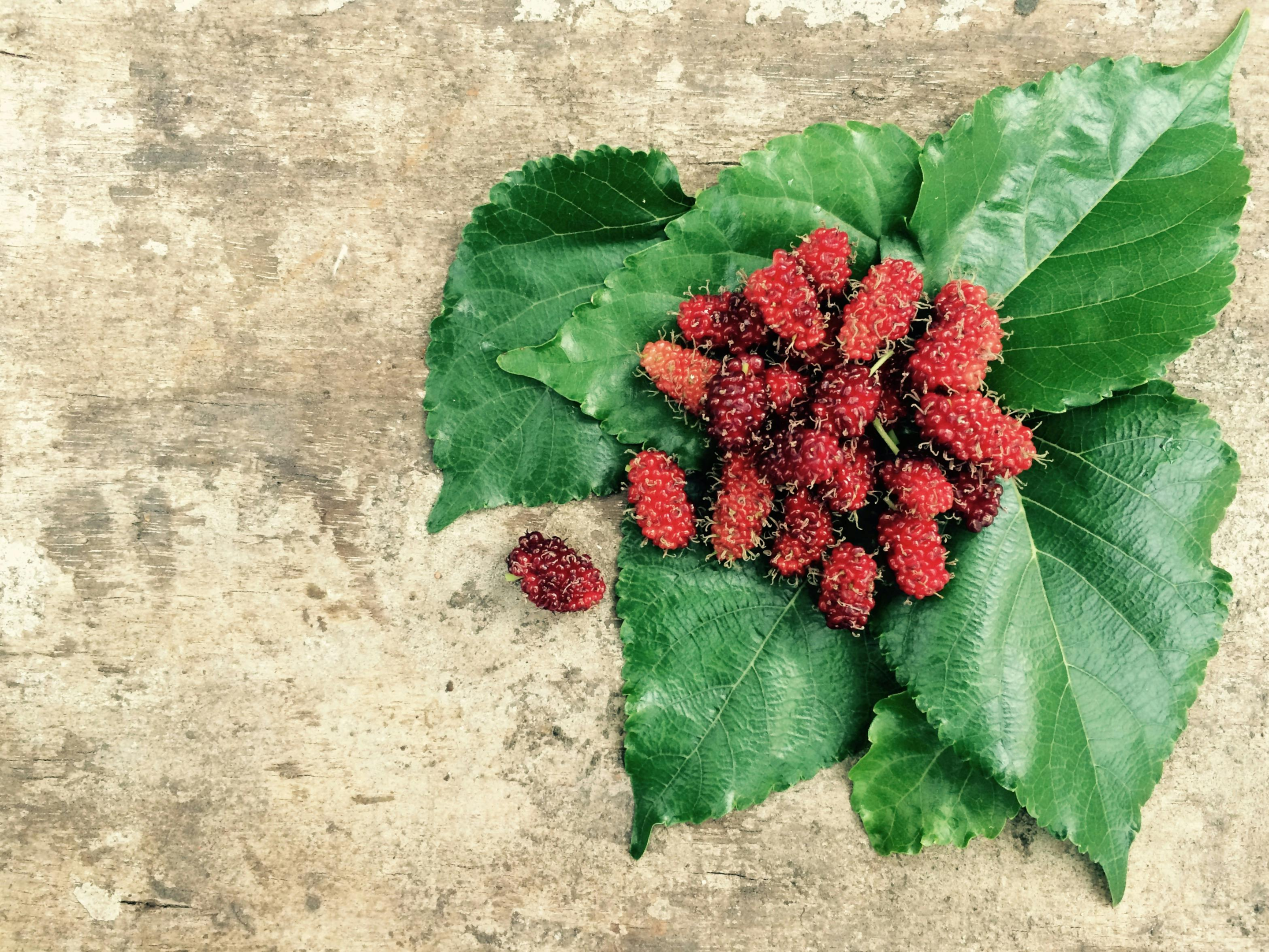 Mulberry fruit, mulberry leaf, and mulberry extracts can have multiple health benefits, including glowing skin.
