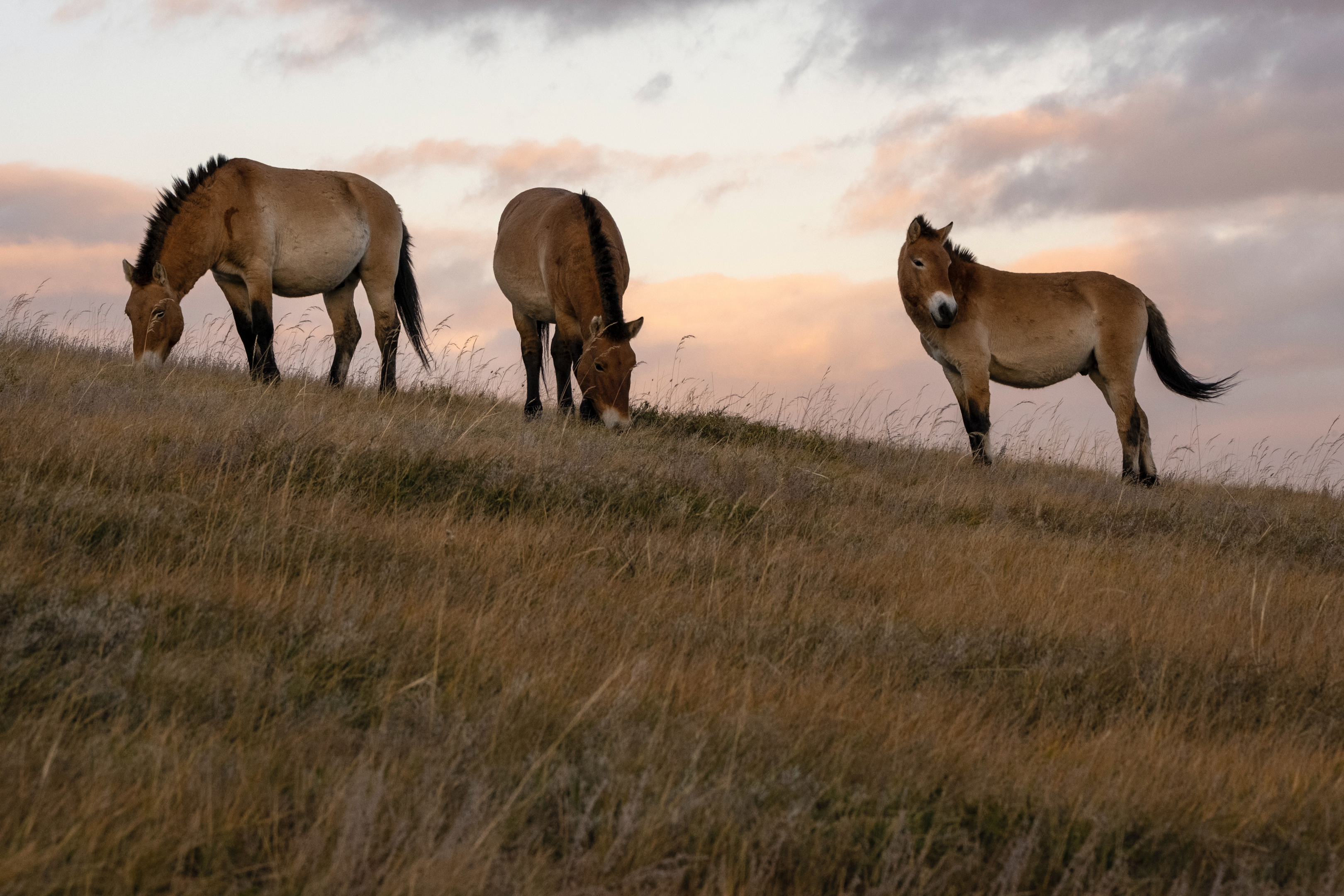 A family camping in the Khustai National Park, enjoying the natural beauty of Mongolia