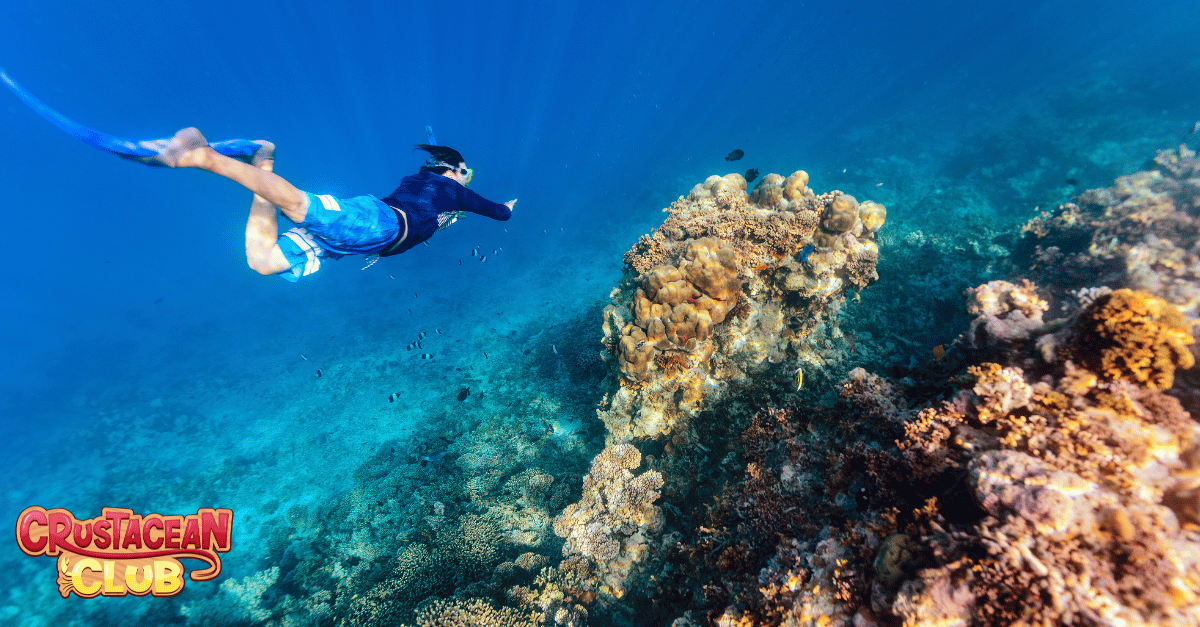 An image of someone free diving for lobsters