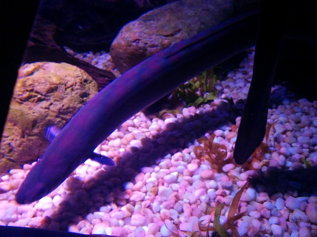 an eel in the aquarium