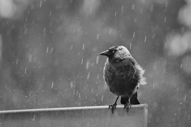 Rain on a metal roof