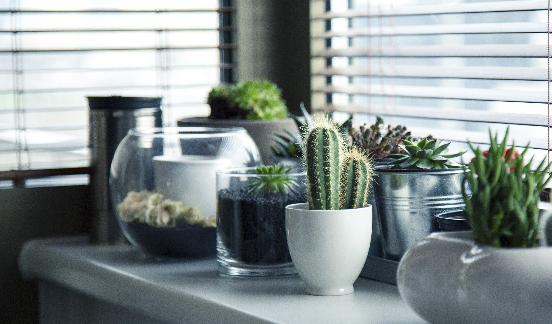 https://pixabay.com/photos/pots-plants-cactus-succulents-716579/