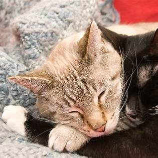 Getijgerde kat likt de kop van een zwarte kat op zachte plaid