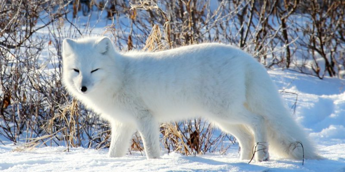 interesting animals in the north pole