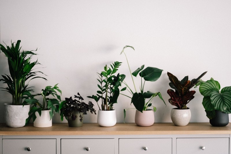 How Houseplants Improve Well-Being And Mental Health