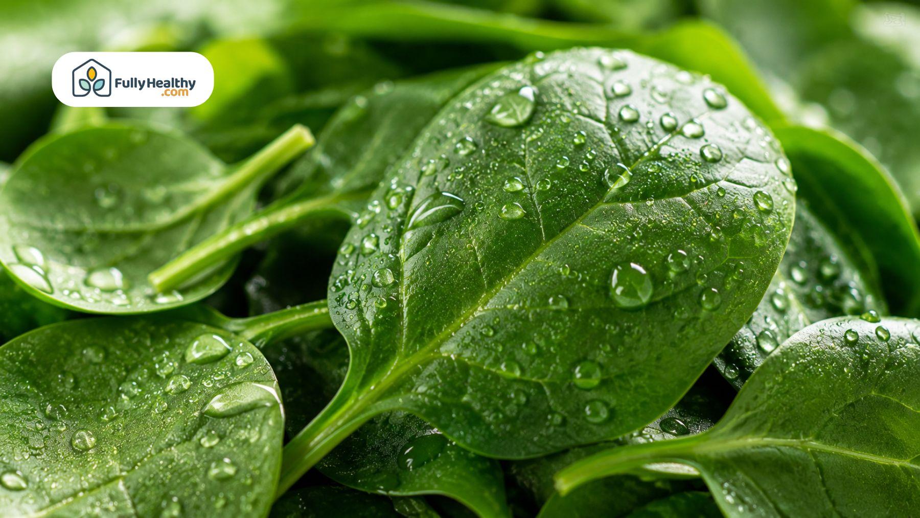Close-up of fresh baby spinach leaves covered with water droplets.