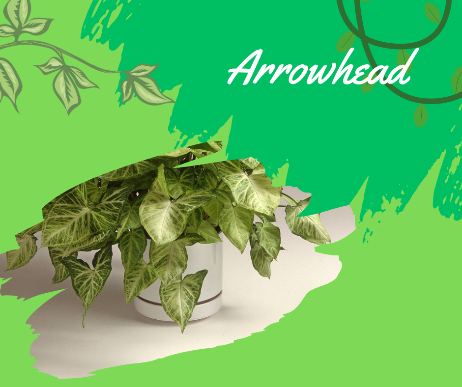 arrowhead plants, common vining houseplants
