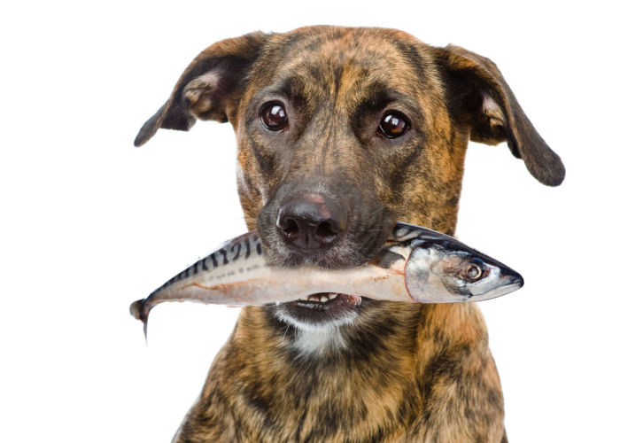 Dog holding raw fish in his mouth - Foods Toxic to Dogs