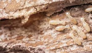 Subterranean Termites Images – Browse 24,984 Stock Photos, Vectors, and  Video | Adobe Stock