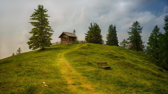 tree, grass, landscape