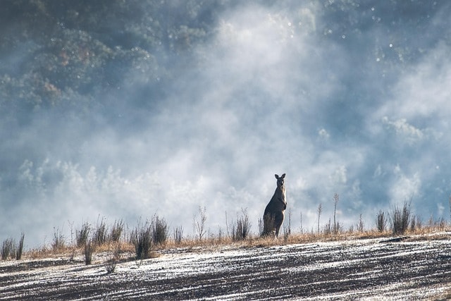 eastern grey kangaroo, australian, australia, wildlife, native, nature, marsupial, macropod, mammal, dawn, frost, frosty, fog, foggy, mist, countryside, wild, animal, herbivore, australia, australia, australia, australia, australia