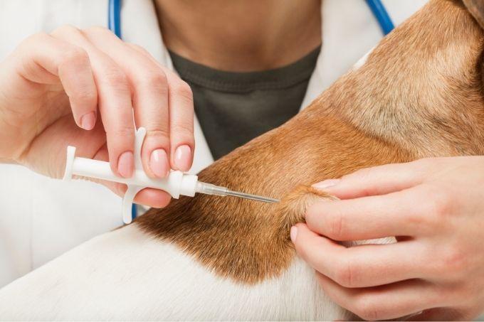 how much is microchipping for dog