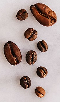 liberica elephant coffee beans