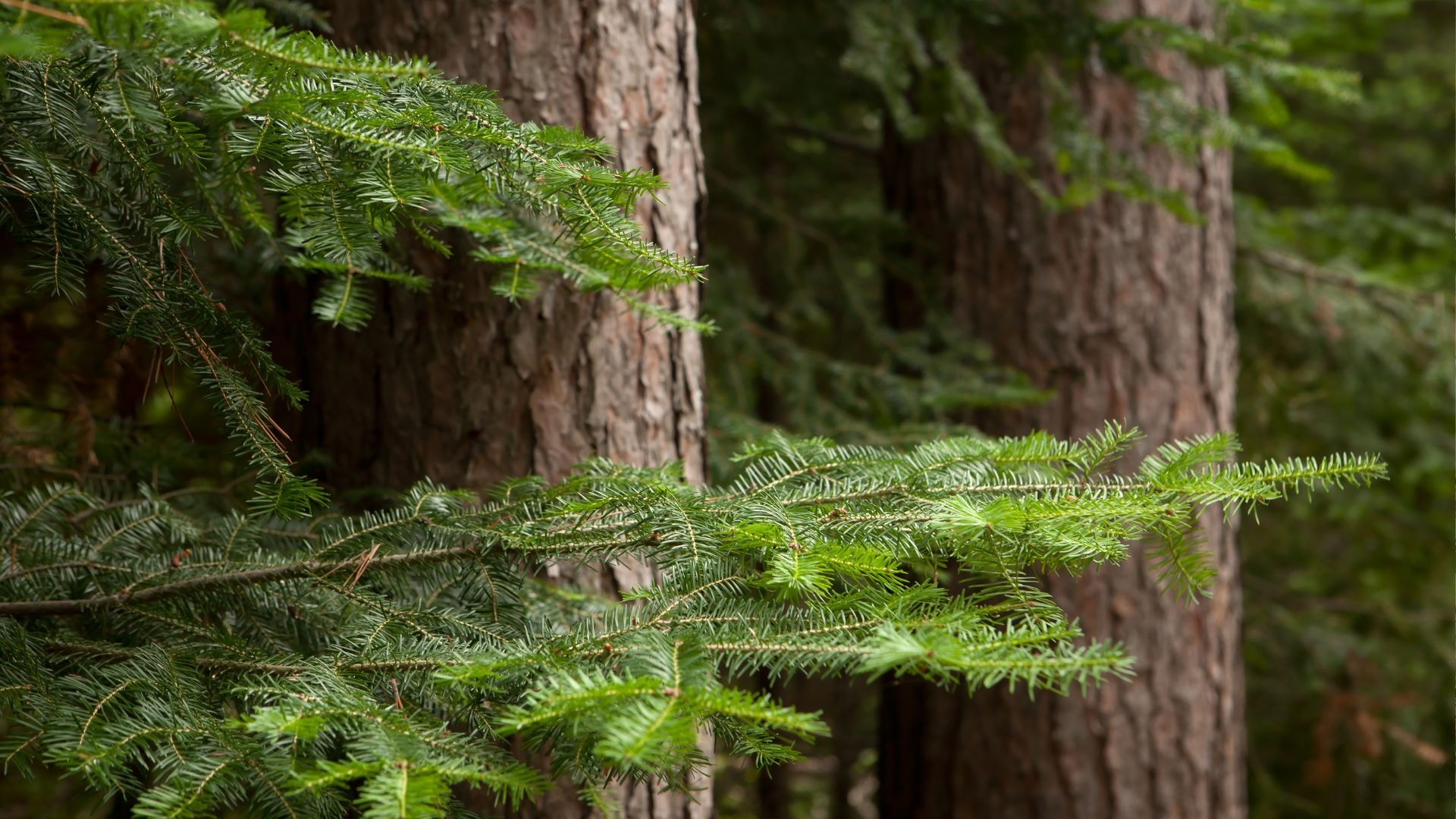 Pine trees standing in a small forest. 