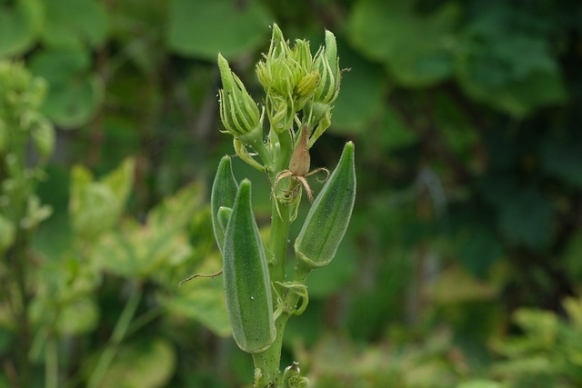 Okra, lady's fingers