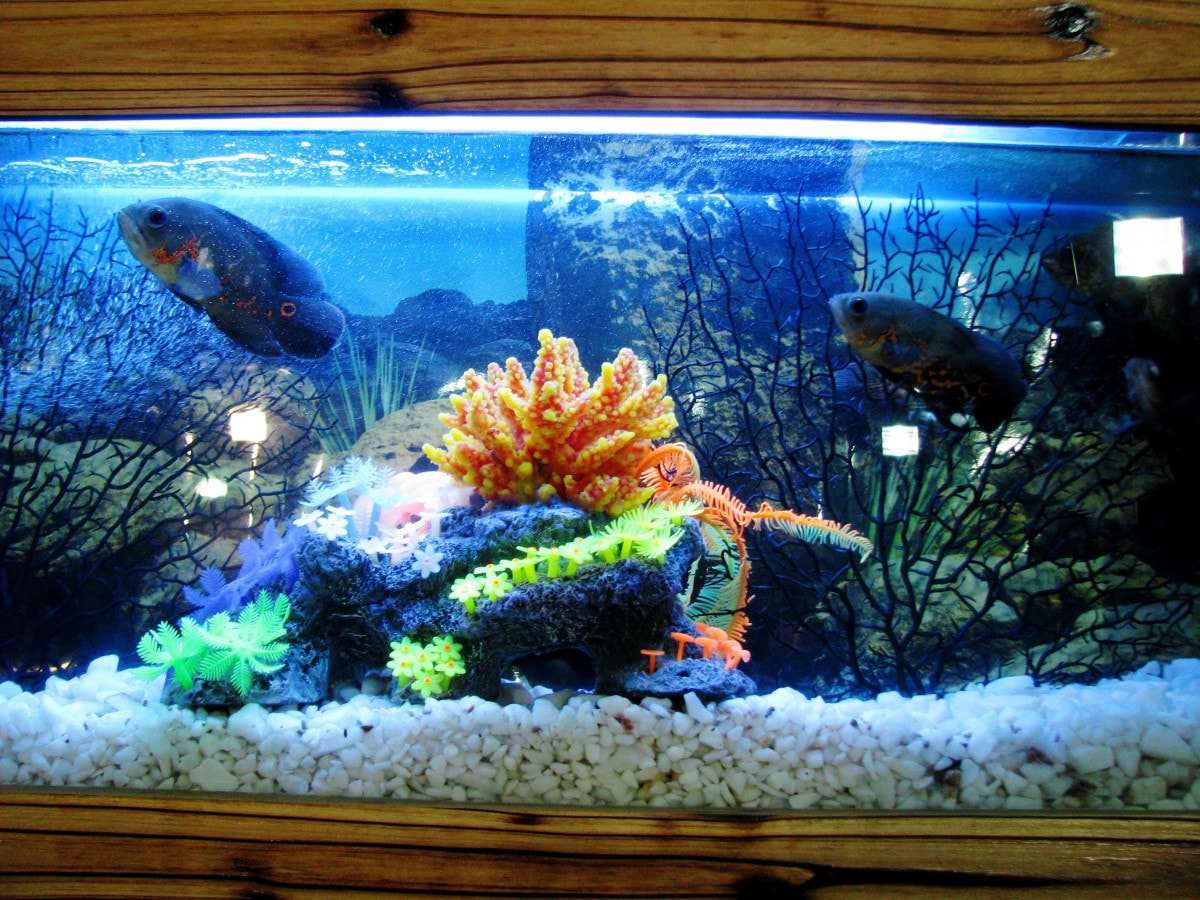 Saltwater aquariums benefit from more blue lighting
