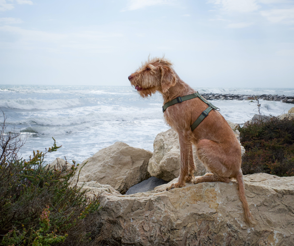 An adult wirehaired vizsla out on a hike