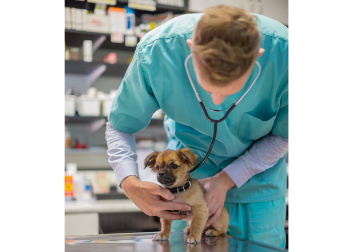 A veterinarian performing a health check and vaccination on a puppy