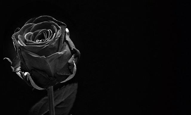 Rose eternelle noir en livraison sans entretien