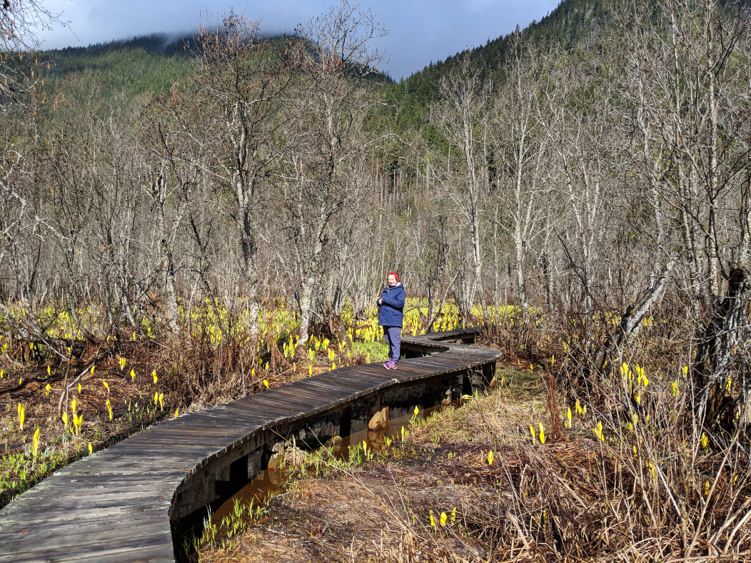 wildflowers and rainforest are found in Mount Revelstoke National Park