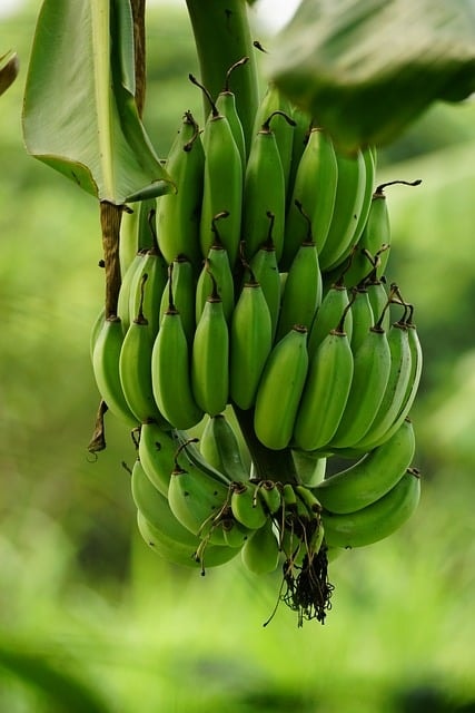 banana, fruit, food