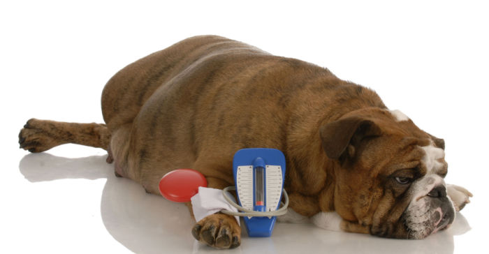 Hypertensive dog lying down with blood pressure monitor device on his arm