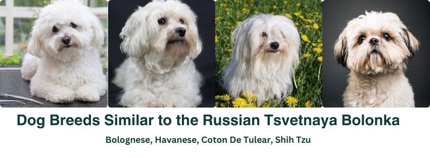 A photo collage of dog breeds similar to the Russian Tsvetnaya Bolonka