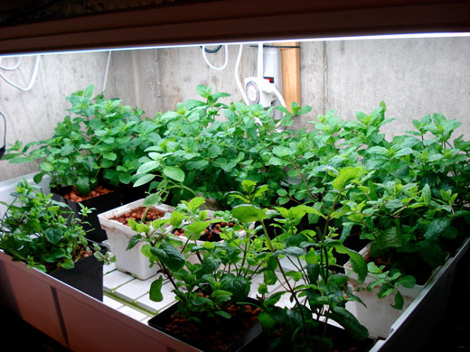 Growing Herbs Indoors with Artificial Light