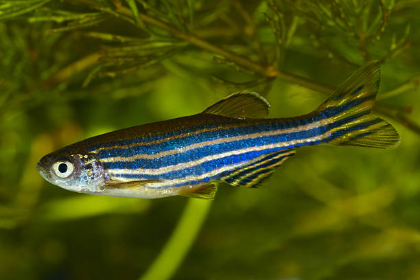 zebra danio