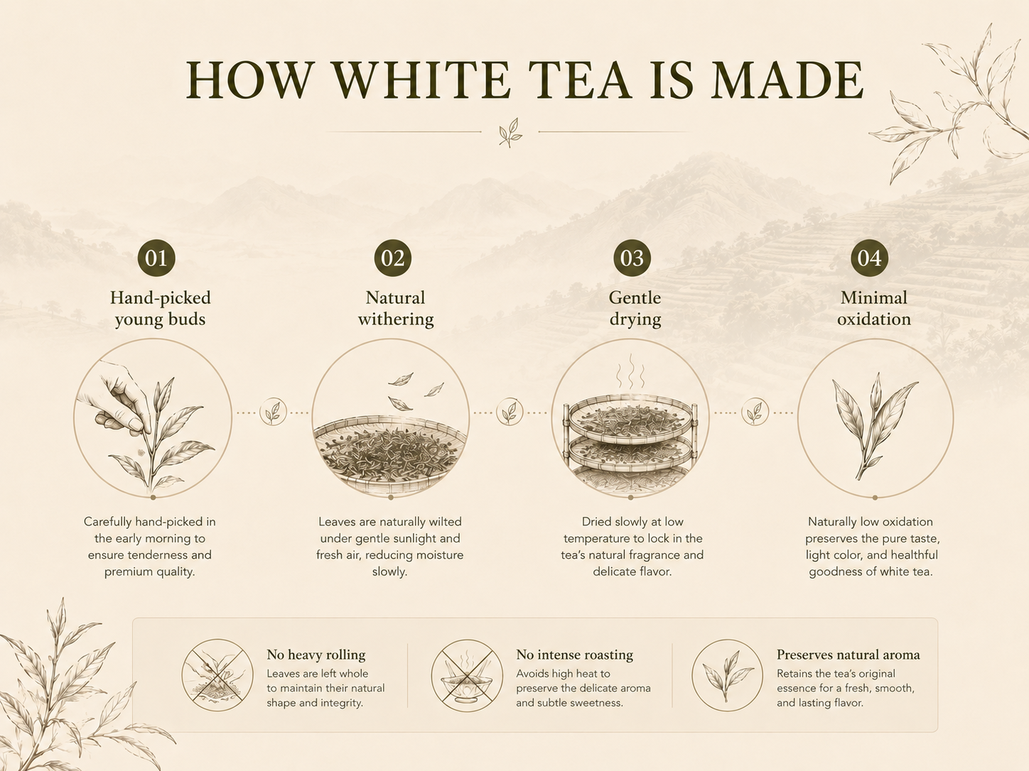 HOW WHITE TEA IS MADE