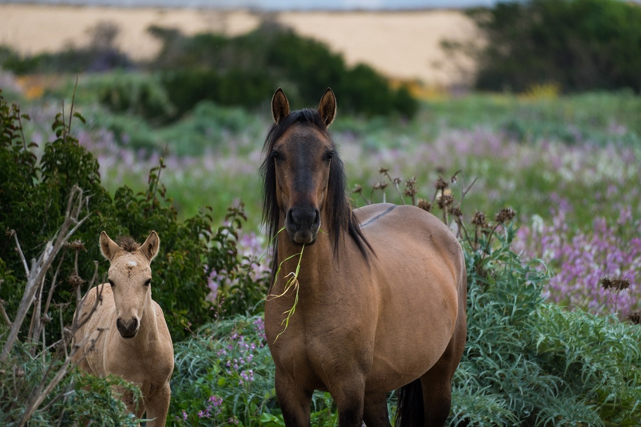 A pony and her foal