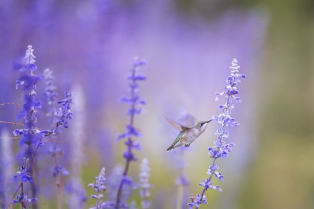 hummingbird, flight, flowers