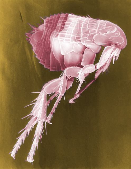 flea, siphonaptera, insect