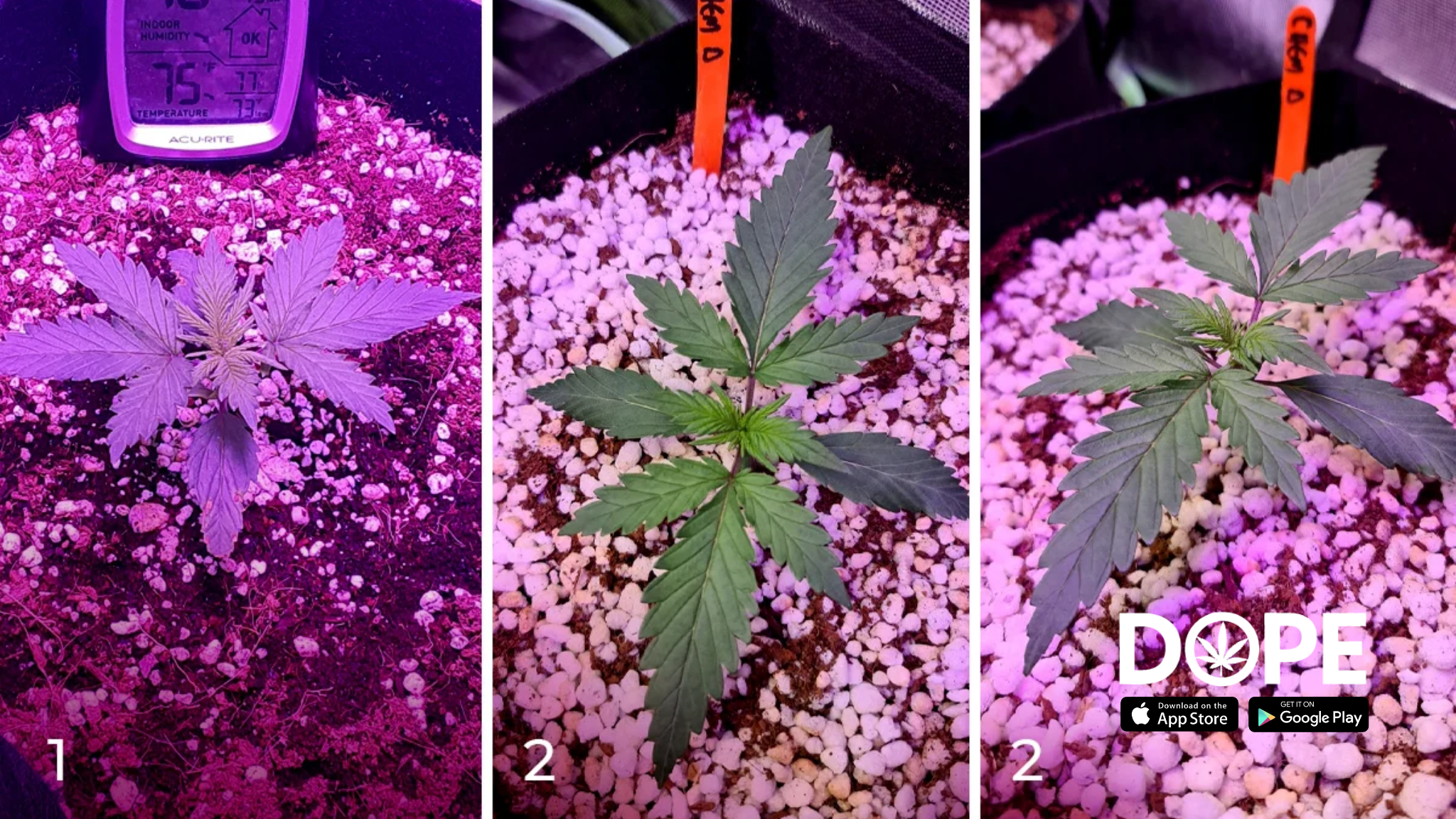 A guide to growing Chemdawg cannabis with tips and tricks.