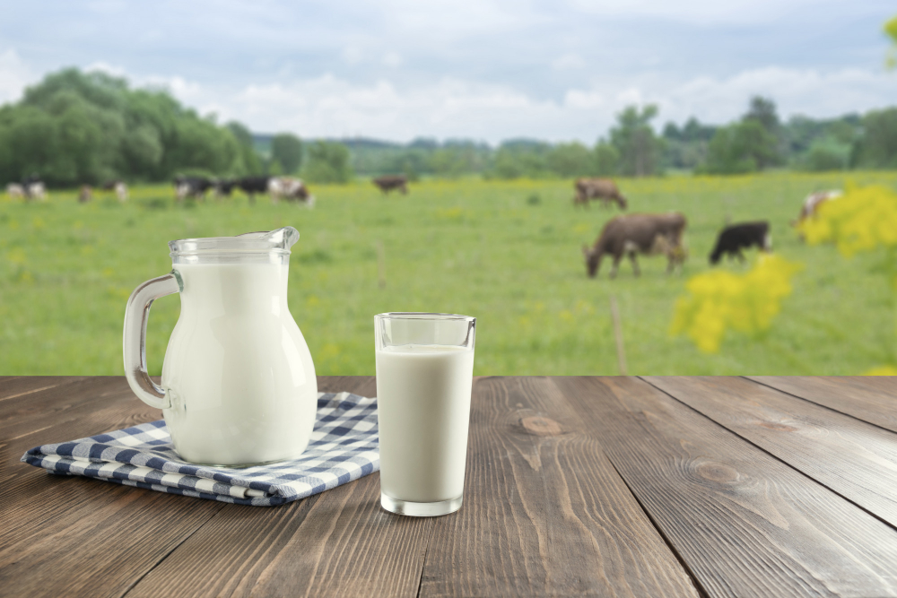 Foreground with a glass jug and a glass filled with milk on a wooden table and background showing cows grazing in a field.