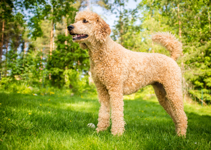 A beautiful Standard Poodle, one of the large hypoallergenic dog breeds known for their intelligence and elegance.