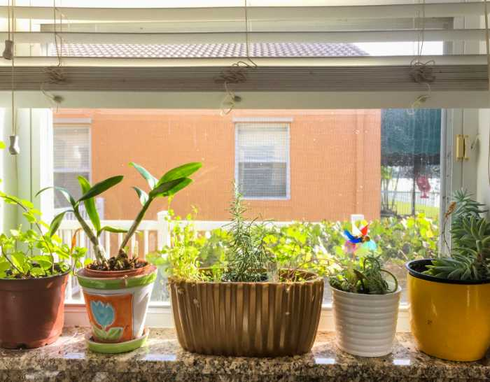 Another urban farm lining a window can provide access to fresh access to fresh  local food for your home.