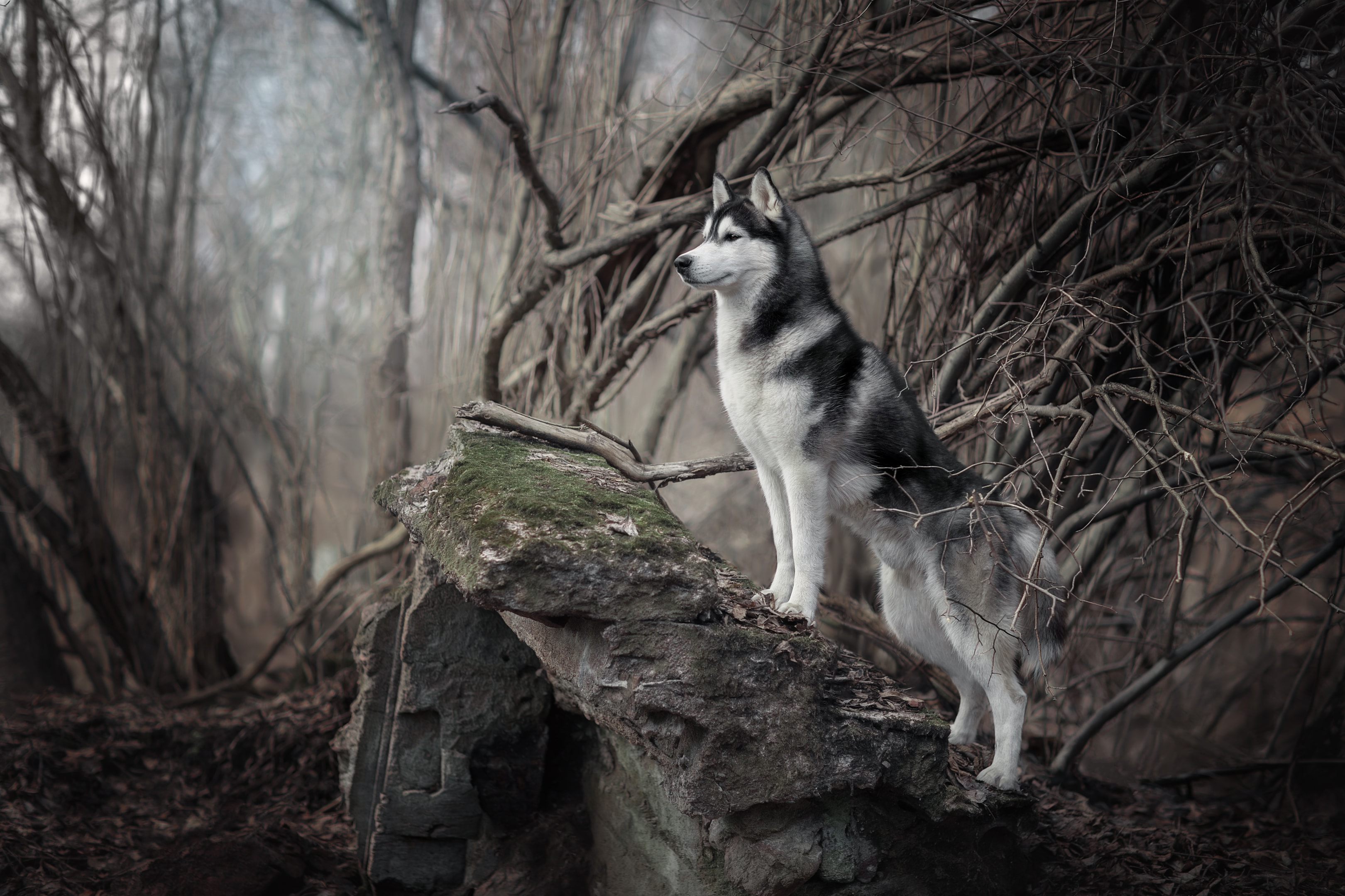 A striking image of a Siberian Husky in the woods