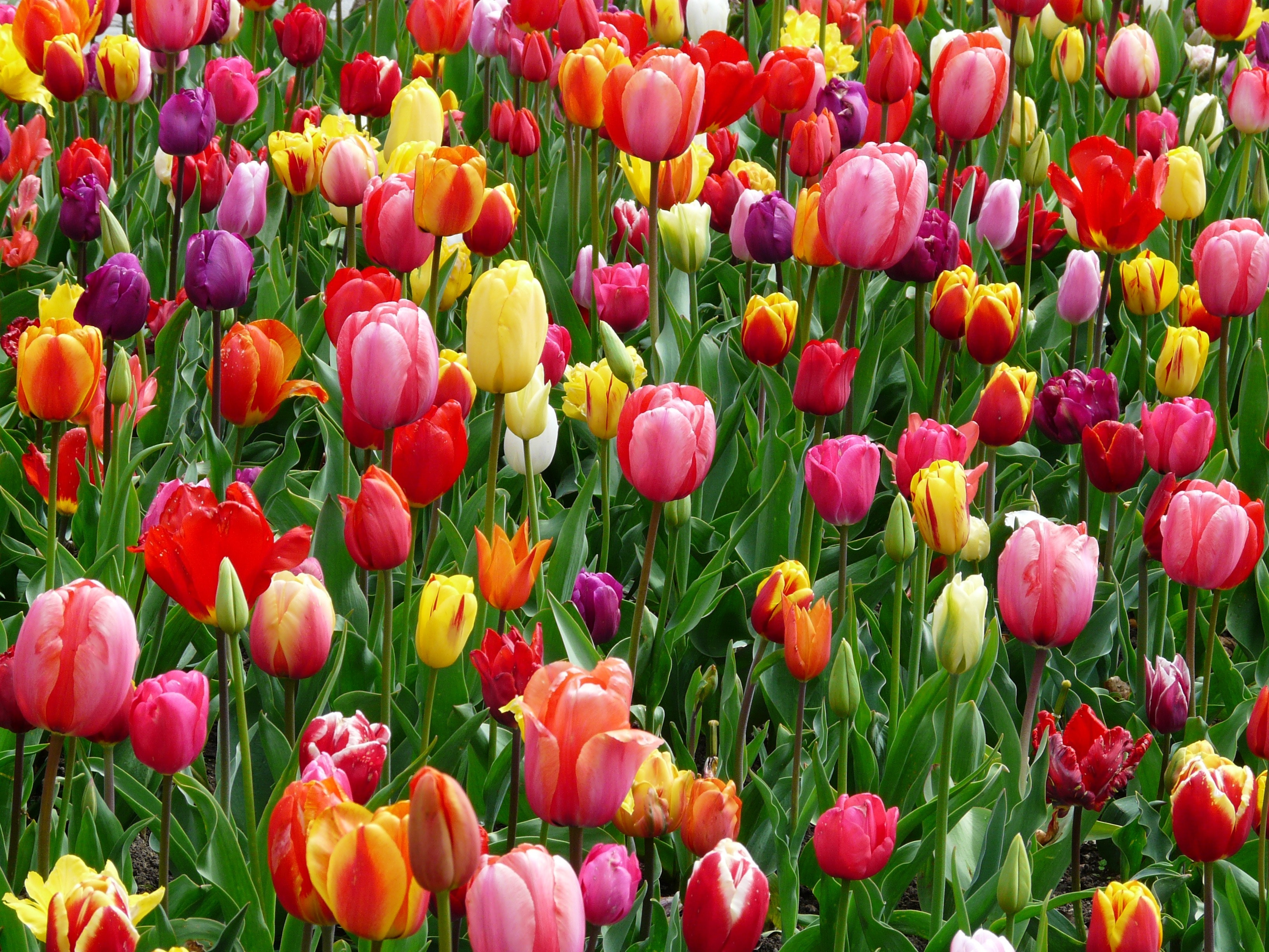 red purple and yellow tulip field